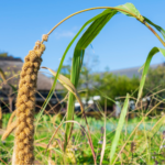 How to Start Eating Millets Without Any Digestive Issues