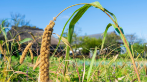 How to Start Eating Millets Without Any Digestive Issues
